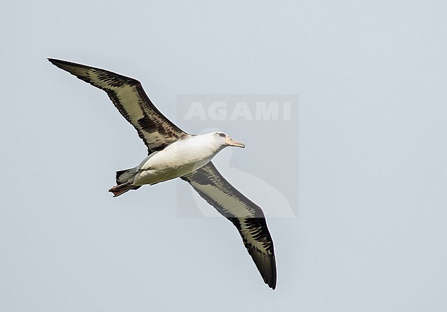 Laysan Albatross (Phoebastria immutabilis) breeding on Kauai island, Hawaii, United States. Adult in flight. stock-image by Agami/Pete Morris,