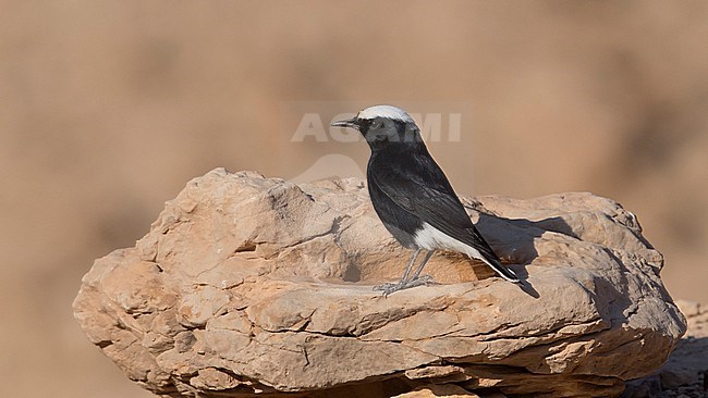 Side view of an adult White-crowned Wheatear (Oenanthe leucopyga) on rock. Israel stock-image by Agami/Markku Rantala,