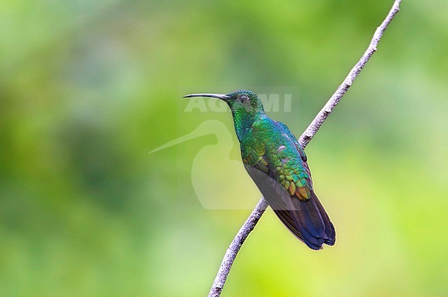 White-vented Plumeleteer (Chalybura buffonii) perched on a twig in Colombia. stock-image by Agami/Marc Guyt,