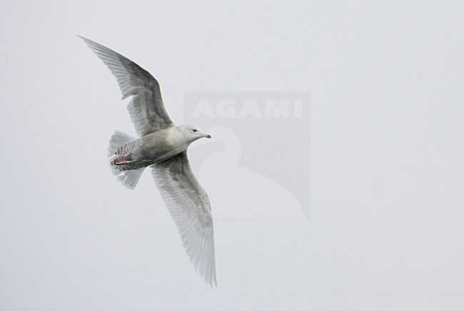 Iceland Gull immature flying; Kleine Burgemeester onvolwassen vliegend stock-image by Agami/Markus Varesvuo,