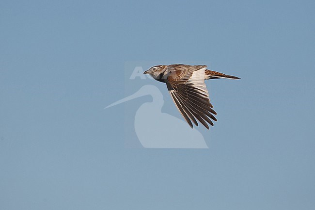 An adult Mongolian lark (Melanocorypha mongolica) in flight against the blue sky stock-image by Agami/Mathias Putze,