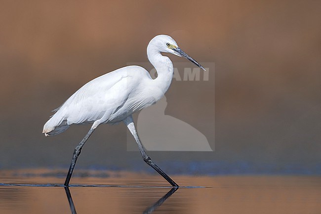 Little Egret (Egretta garzetta) in Italy stock-image by Agami/Daniele Occhiato,