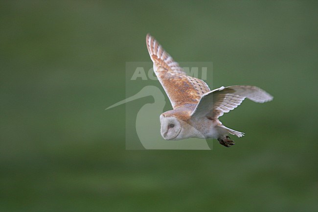 Kerkuil in de vlucht; Common Barn Owl in flight stock-image by Agami/Chris van Rijswijk,