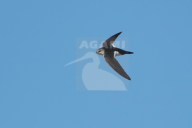 Adult White-throated Swift (Aeronautes saxatalis)
Riverside Co., California, USA
November 2016 stock-image by Agami/Brian E Small,