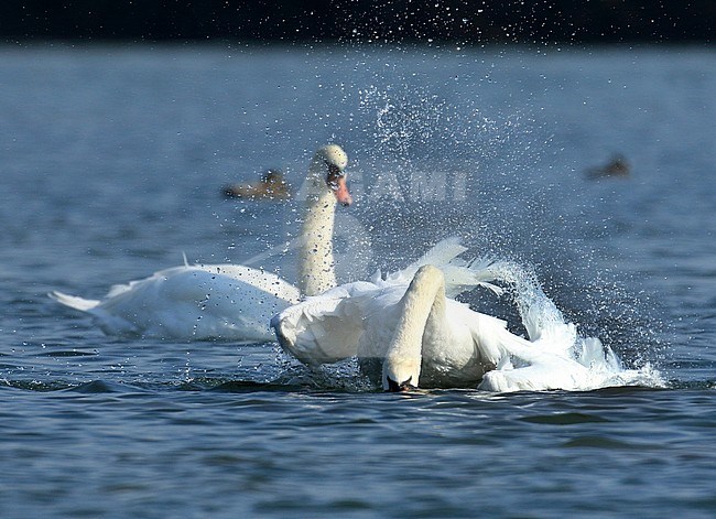 Een knobbelzwaan neemt een bad A Mute Swan takes a bath stock-image by Agami/Jacques van der Neut,