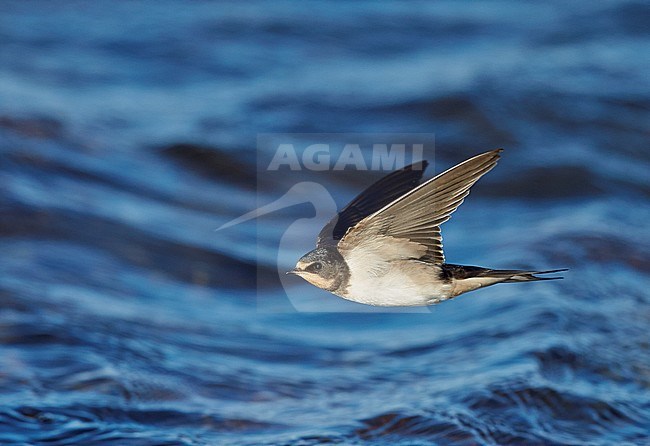 Boerenzwaluw in de vlucht; Barn Swallow in flight stock-image by Agami/Markus Varesvuo,