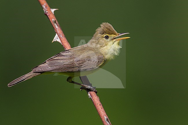 Orpheusspotvogel, Melodious Warbler stock-image by Agami/Daniele Occhiato,