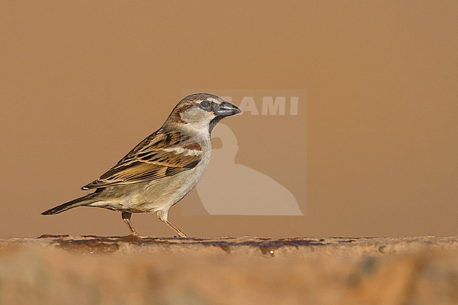 Huismus, House Sparrow, Passer domesticus ssp. tingitanus, adult, male, Morocco stock-image by Agami/Ralph Martin,