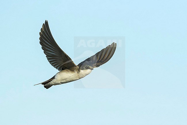 Tree Swallow, Tachycineta bicolor, in flight seen from below.
Imperial County, California, USA. stock-image by Agami/Brian E Small,