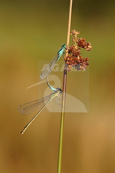 Parende Lantaarntjes; Mating  Blue-tailed Damselfly stock-image by Agami/Walter Soestbergen,