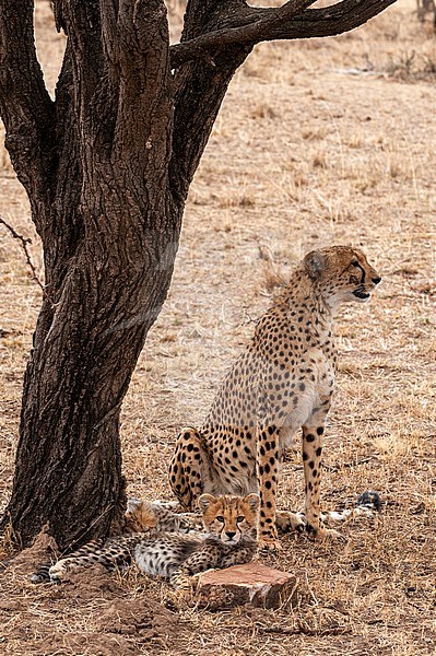 An alert cheetah, Acinonyx jubatus, and her cub resting under a tree. Masai Mara National Reserve, Kenya. stock-image by Agami/Sergio Pitamitz,