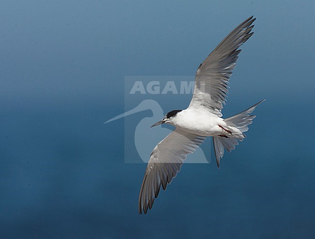 Wintering Common Tern (Sterna hirundo) in South Africa. Very worn individual. Seen from below, showing under wings. stock-image by Agami/Marc Guyt,