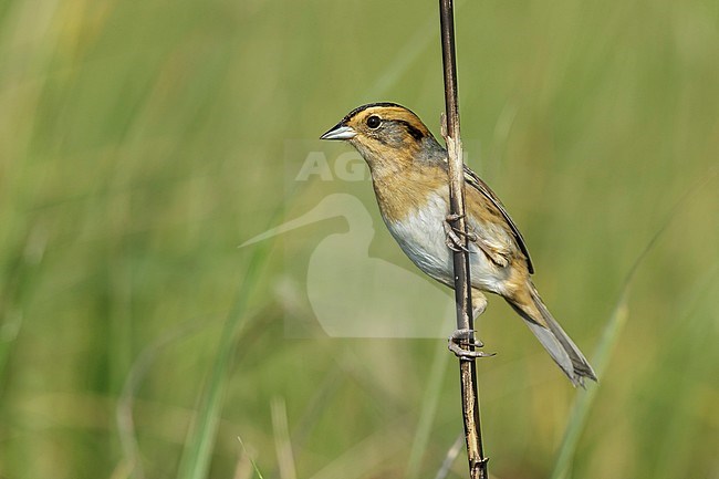 Nelson's Sparrow (Ammodramus nelsoni) perched in its breeding habitat, undisturbed marshes. stock-image by Agami/Brian E Small,