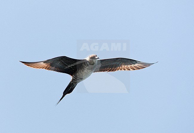 Onvolwassen Kleinste Jager in vlucht; Long-tailed Jaeger (Stercorarius longicaudus) in flight stock-image by Agami/Marc Guyt,