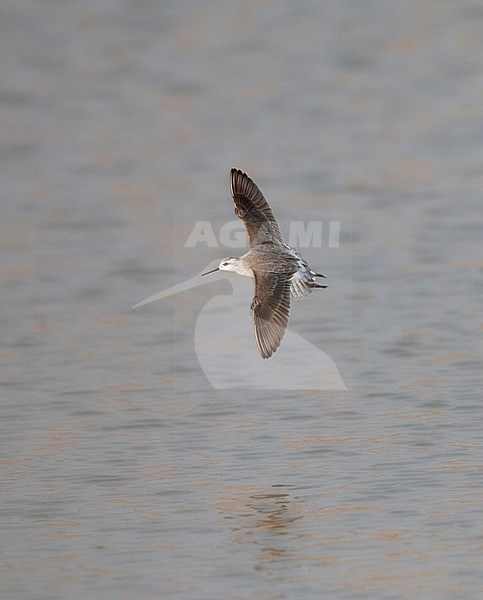 Grote Franjepoot in vlucht; Wilson's Phalarope in flight stock-image by Agami/Marc Guyt,