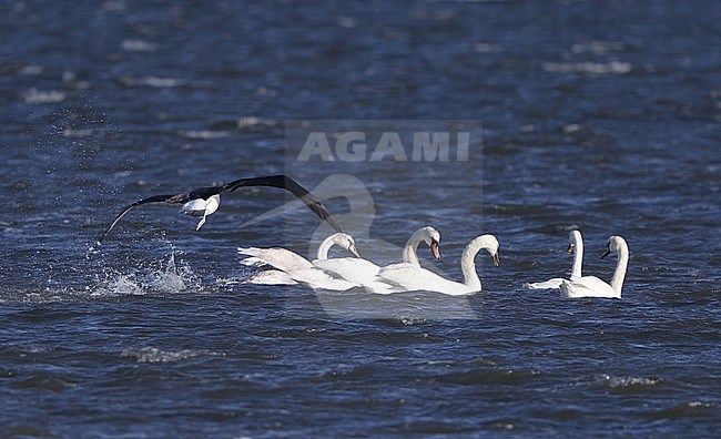 Black-browed Albatross (Thalassarche melanophris) landing in flock of Mute Swans in lake at Sylt, Germany stock-image by Agami/Helge Sorensen,