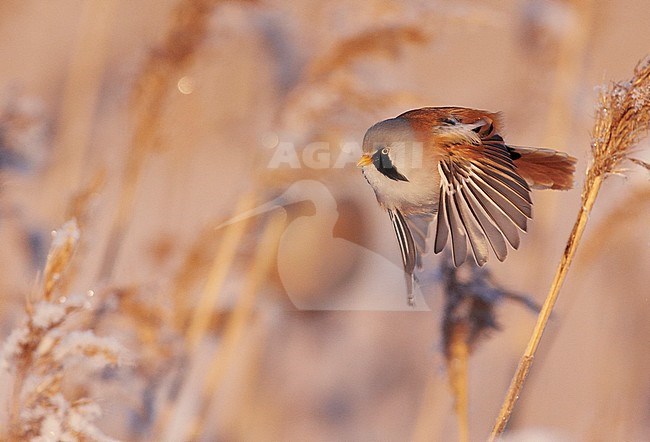 Bearded Reedling (Panurus biarmicus) Espoo Finland January 2016 stock-image by Agami/Markus Varesvuo,