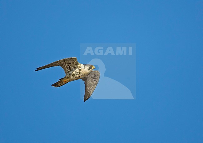 Volwassen Slechtvalk in vlucht; Adult Peregrine Falcon in flight stock-image by Agami/Markus Varesvuo,