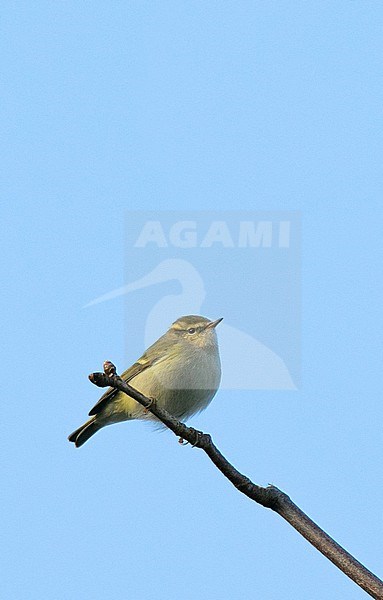 Hume's Leaf Warbler (Phylloscopus humei) against a blue sky on a cold winter day in The Netherlands stock-image by Agami/Edwin Winkel,