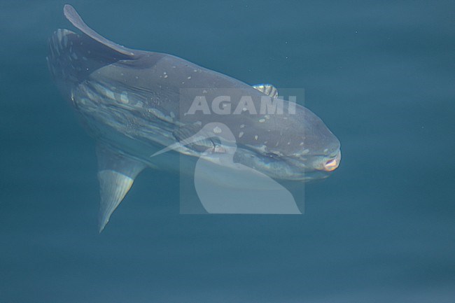 Ocean sunfish (Mola mola), near the surface, seen by transparency. stock-image by Agami/Sylvain Reyt,