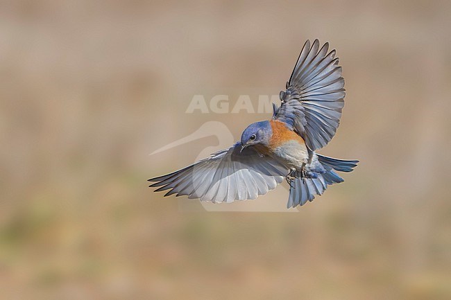 Adult male
Santa Barbara Co., CA
November 2021 stock-image by Agami/Brian E Small,