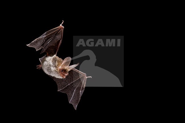 Bechsteins vleermuis vliegend; Bechsteins bat flying stock-image by Agami/Theo Douma,