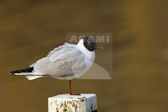 Black-headed Gull standing on mooring post Netherlands, Kokmeeuw staand op meerpaal Nederland stock-image by Agami/Wil Leurs,