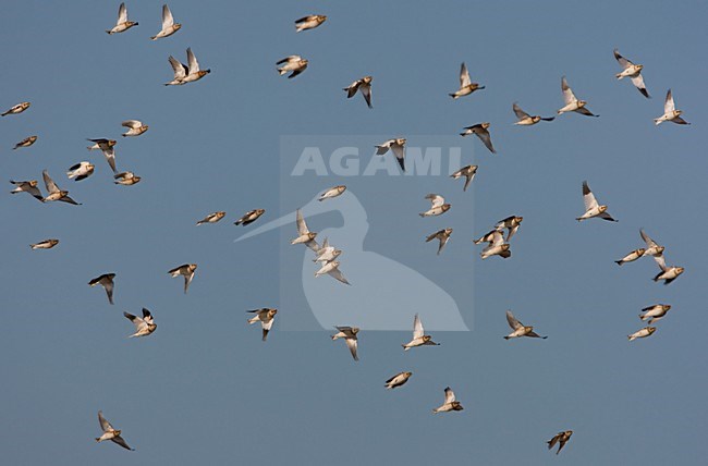 Flying group; Vliegende groep stock-image by Agami/Arie Ouwerkerk,