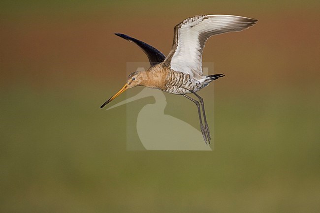 Volwassen mannetje Grutto in vlucht; Adult male Black-tailed Godwit in flight stock-image by Agami/Arie Ouwerkerk,