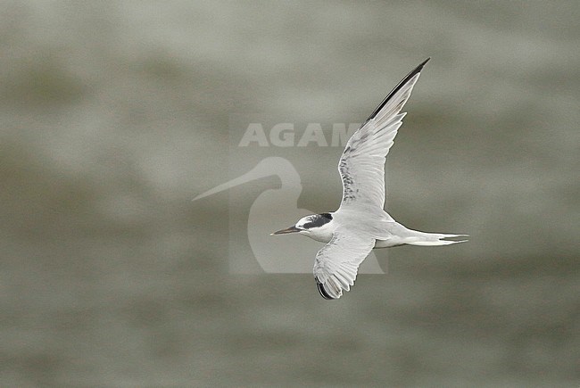 Autumn plumaged Little Tern (Sternula albifrons) in flight over North Sea in the Netherlands. stock-image by Agami/Fred Visscher,