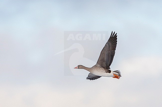 Wintering Greater White-fronted Goose (Anser albifrons albifrons) in the Netherlands. Immature bird flying overhead, showing under wing pattern. stock-image by Agami/Marc Guyt,