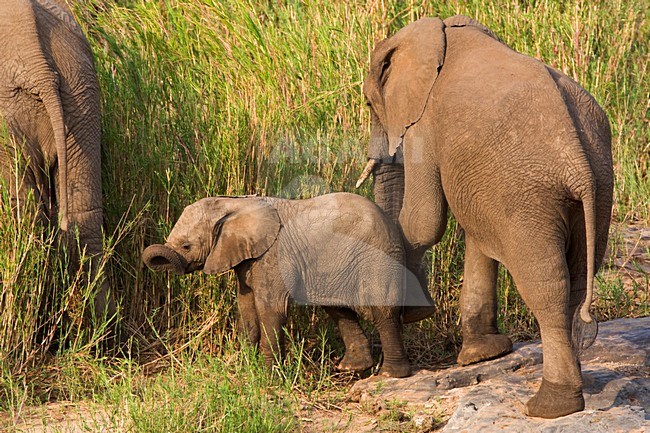 Afrikaanse Olifant, African Elephant, Loxodonta africana stock-image by Agami/Marc Guyt,