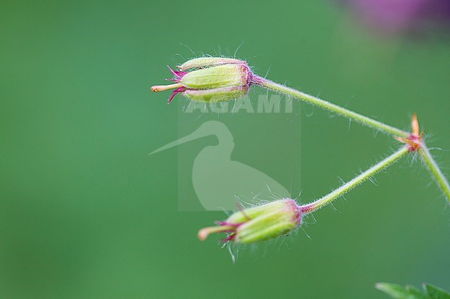 Dusky Crane's-bill seed box stock-image by Agami/Wil Leurs,