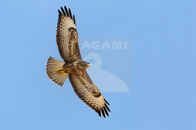 Steppebuizerd in de vlucht; Steppe Buzzard in flight stock-image by Agami/Daniele Occhiato,