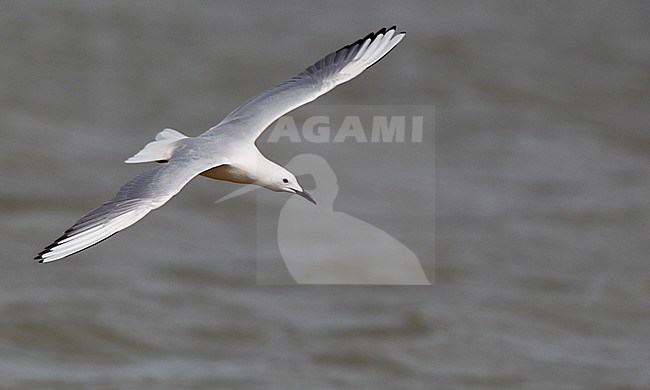 Adult Slender-billed Gull (Chroicocephalus genei) in summer plumage in the Camargue in southern France. stock-image by Agami/Ian Davies,