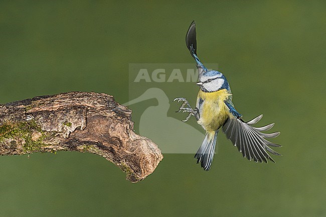 Pimpelmees, Blue Tit stock-image by Agami/Alain Ghignone,