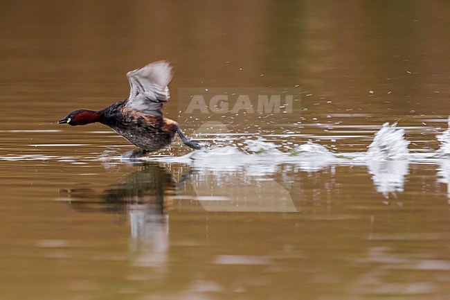 Dodaars rennend over water; Little Grebe running over water stock-image by Agami/Daniele Occhiato,