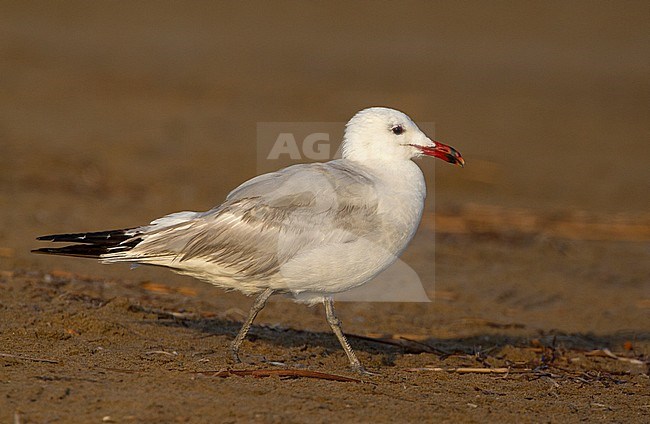 Gesleten volwassen Audouins Meeuw, Worn adult Audouin's Gull stock-image by Agami/Karel Mauer,