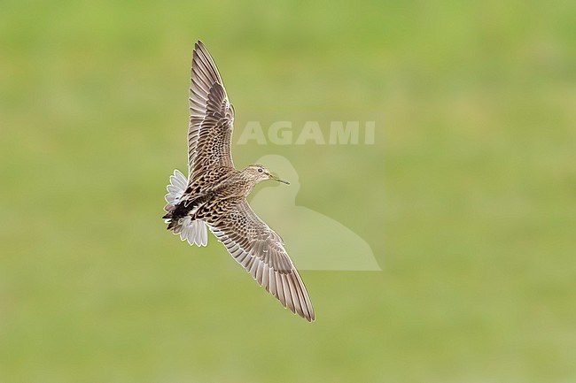 Adult breeding
Galveston Co., TX
May 2023 stock-image by Agami/Brian E Small,