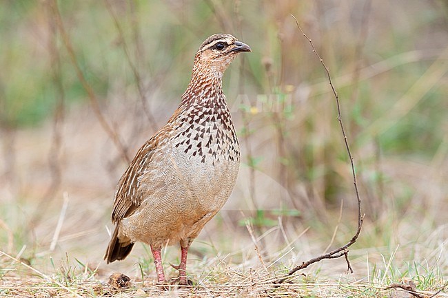 Crested Francolin (Ortygornis sephaena), Mpumalanga, South Africa. stock-image by Agami/Saverio Gatto,