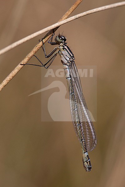 Imago Maanwaterjuffer; Adult Crescent Bluet; stock-image by Agami/Fazal Sardar,