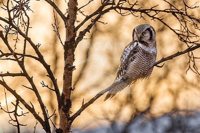 Northern Hawk Owl, Surnia ulula, in Norway. stock-image by Agami/Daniele Occhiato,