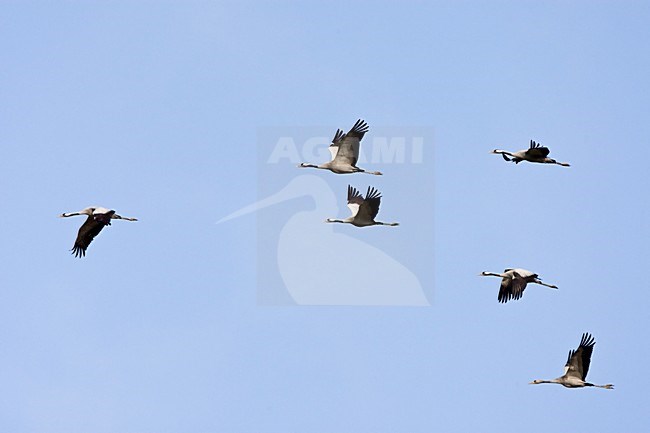 Kraanvogel groep vliegend; Common Crane group flying stock-image by Agami/Roy de Haas,