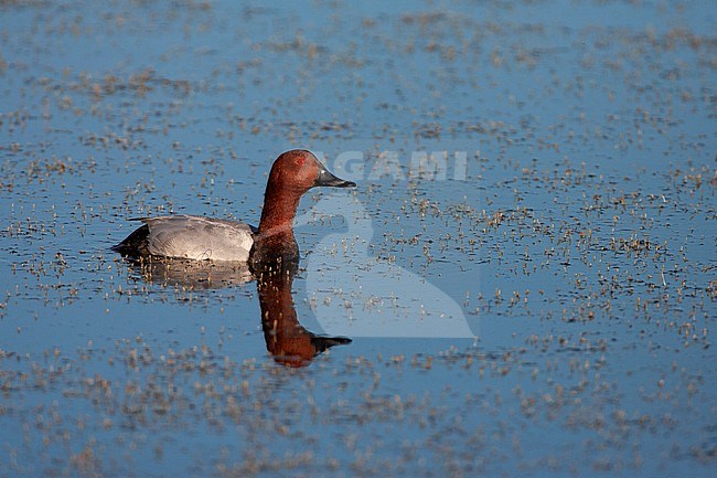 Adult male Common Pochard (Aythya ferina) swimming in a shallow lake in La Brenne in France, with perfect reflection. stock-image by Agami/Marc Guyt,