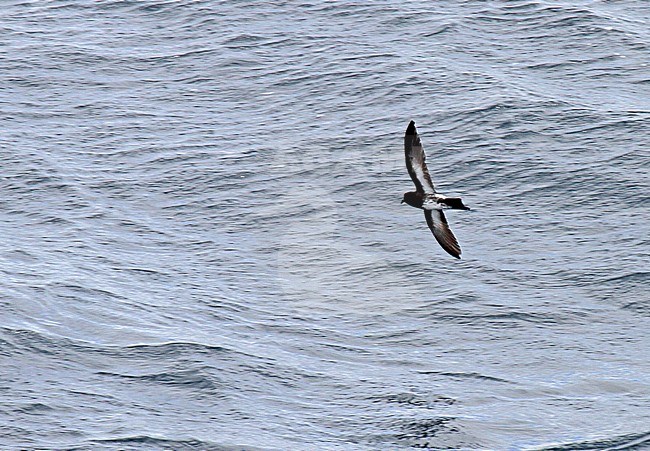 New Zealand Storm Petrel (Fregetta maoriana), a critically endangered seabird species endemic to New Zealand. stock-image by Agami/Pete Morris,