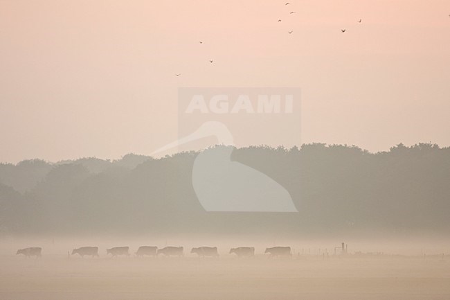 Melkvee in ochtend nevel Nederland, Dairy cattle at early morning mist Netherlands stock-image by Agami/Wil Leurs,