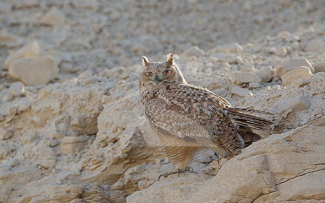 Pharaoh Eagle-Owl (Bubo ascalaphus), perched in Dubai, UAE stock-image by Agami/Helge Sorensen,