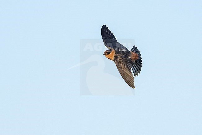 Adult 
Galveston Co., TX
April 2023 stock-image by Agami/Brian E Small,