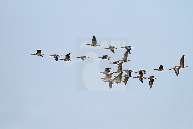 Greater White-fronted Goose - Anser albifrons ssp. albifrons, Germany, migrating stock-image by Agami/Ralph Martin,