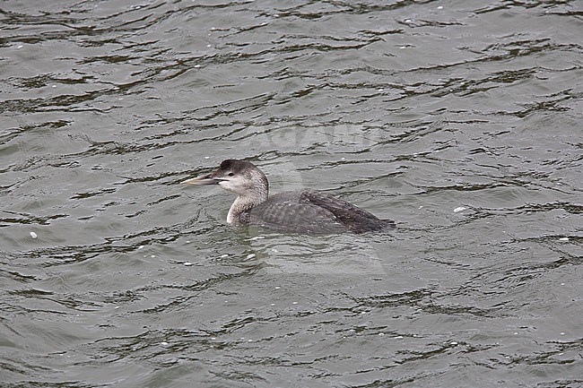 Adult winter plumaged White-billed Diver (Gavia adamsii) stock-image by Agami/Andy & Gill Swash ,